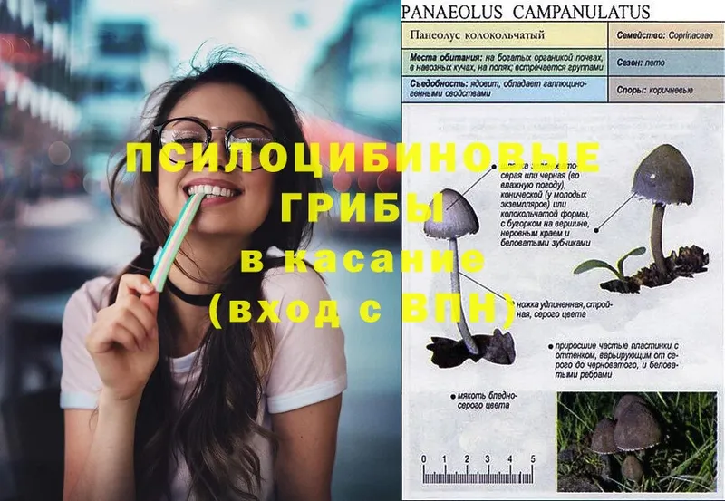 Галлюциногенные грибы Psilocybe  Жиздра 